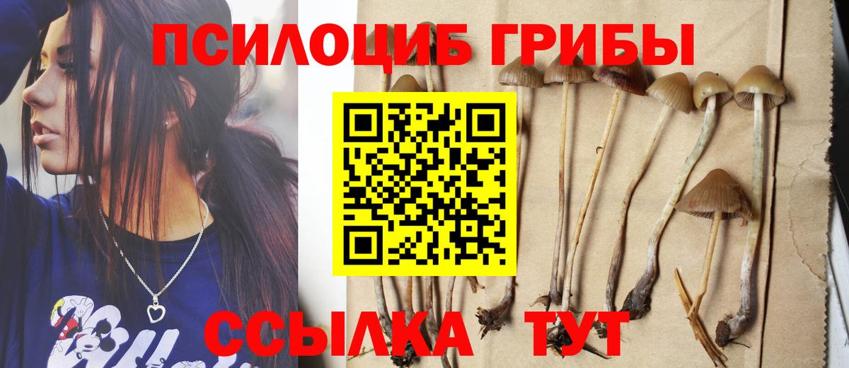 Галлюциногенные грибы прущие грибы Великий Устюг